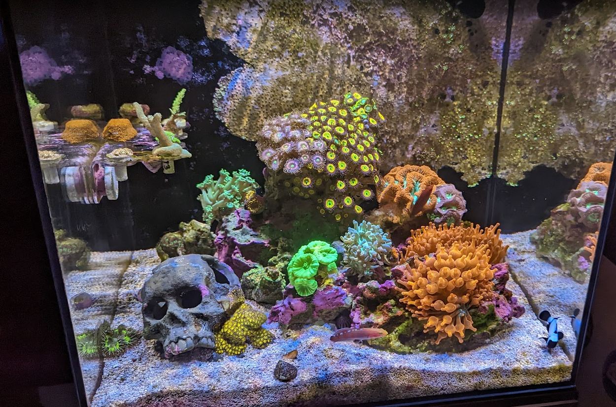 Reef Keeping Reeflendar.com
